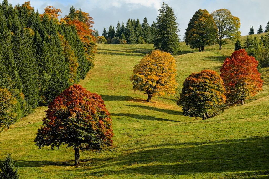 <img src="fall-2800880_1920.jpg" alt="4 trees in a field with colorful fall foliage">